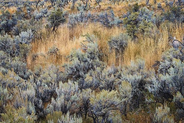 Jones, Adam 아티스트의 Mountain big sagebrush-Yellowstone National Park-Wyoming작품입니다.